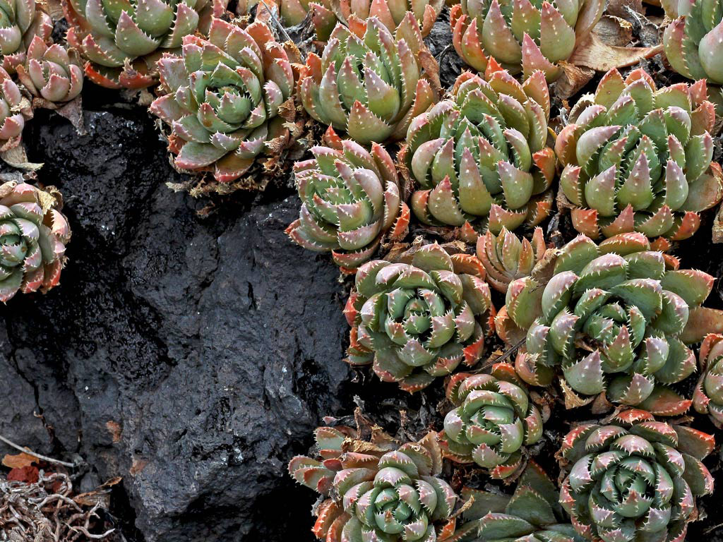 Aloe brevifolia growing from rock