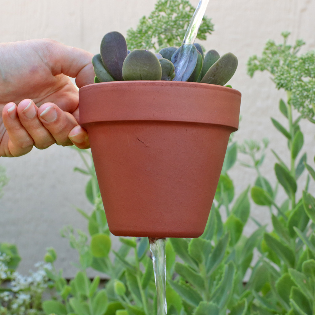 Senecio jacobsenii (TrailingJade) with Bonsai Jack Soil