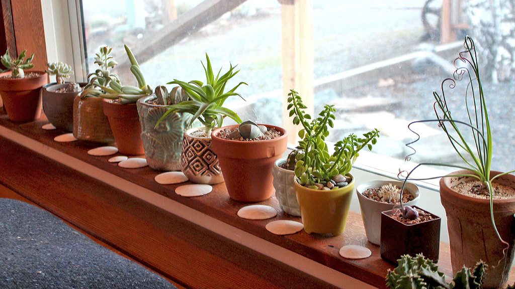 Indoor Succulents