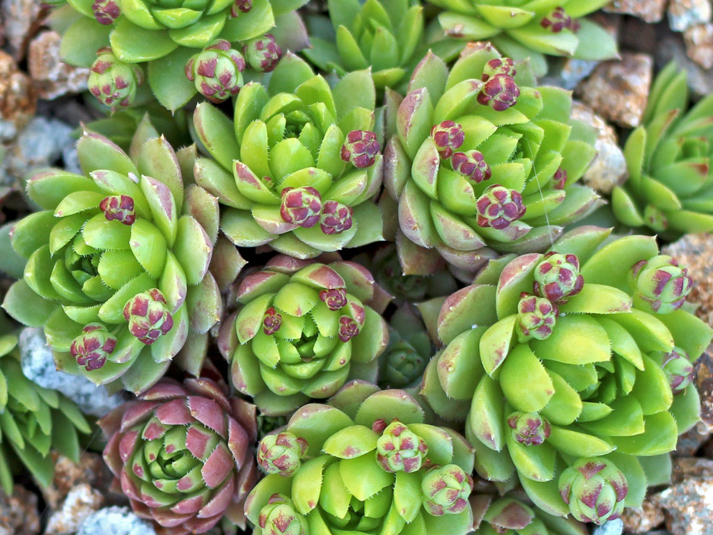 Sempervivum 'Emerald Spring' with offsets