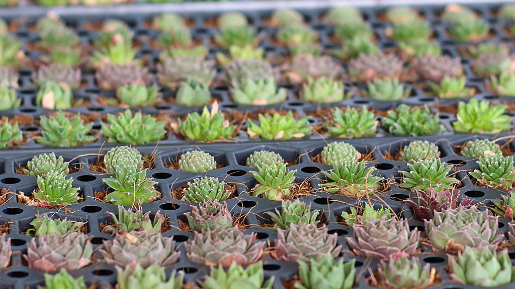 Growing a Sempervivum plug tray