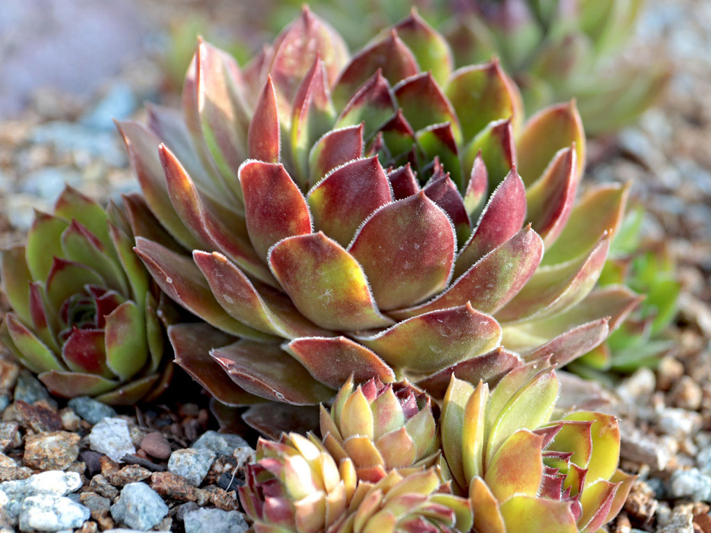 Sempervivum Succulent Soil