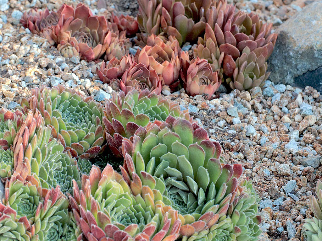 Hardy Sempervivum in Rock Garden Soil