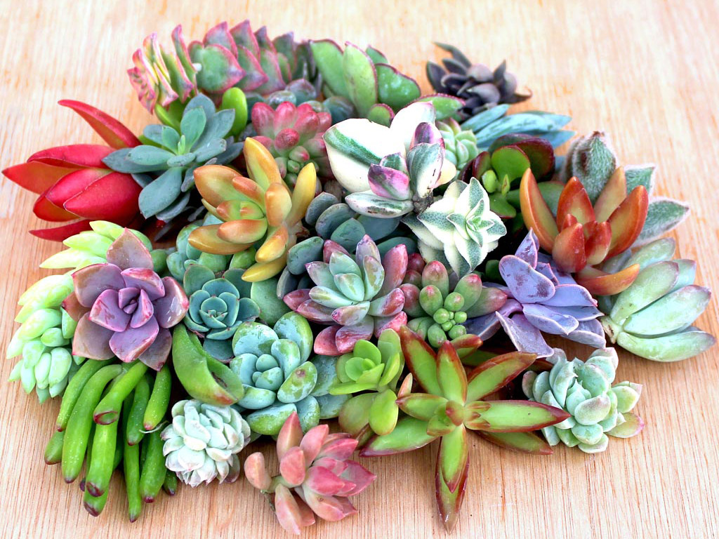 Wholesale Succulents