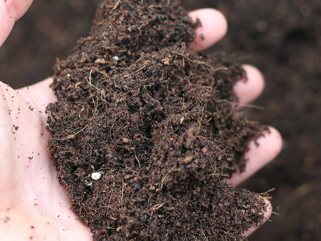 Coconut Coir Closeup